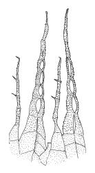 Bryum sauteri, endostome detail. Drawn from J.T. Linzey s.n., Aug. 1972, CHR 413356.
 Image: R.C. Wagstaff © Landcare Research 2015 